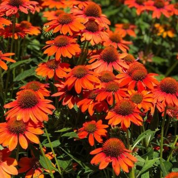 Echinacea 'Lakota Orange' - Sonnenhut