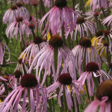 Echinacea pallida - Sonnenhut