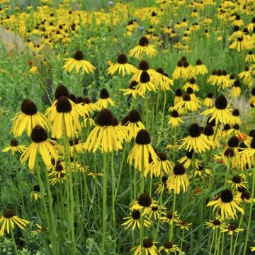 Echinacea paradoxa - Sonnenhut