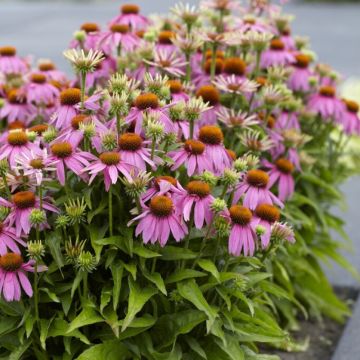 Echinacea purpurea - Sonnenhut