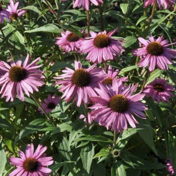Echinacea purpurea 'Augustkönigin' - Sonnenhut