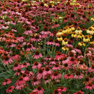 Echinacea purpurea 'Cheyenne Spirit' - Sonnenhut 