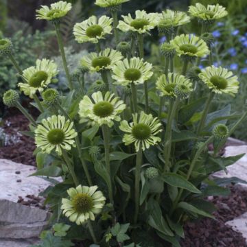 Echinacea purpurea 'Green Jewel' - Sonnenhut 
