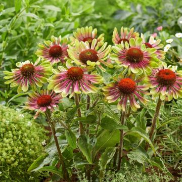 Echinacea purpurea 'Green Twister' - Sonnenhut