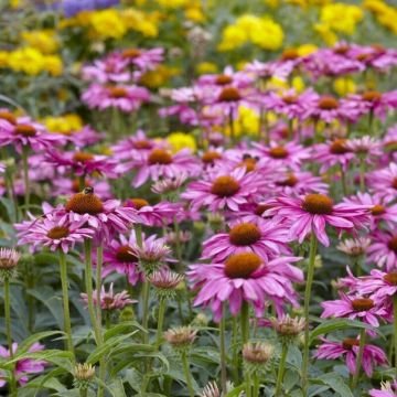 Echinacea purpurea 'Magnus' - Sonnenhut 