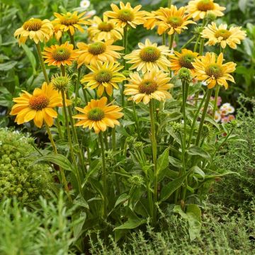 Echinacea purpurea 'Mellow Yellows' - Sonnenhut 