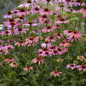 Echinacea purpurea 'Pica Bella' - Sonnenhut 
