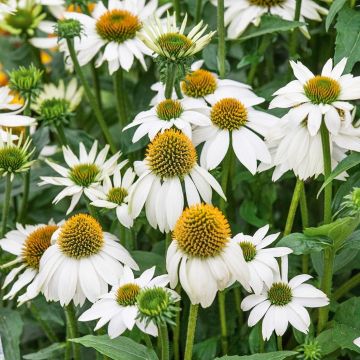 Echinacea purpurea 'Powwow White' - Sonnenhut 