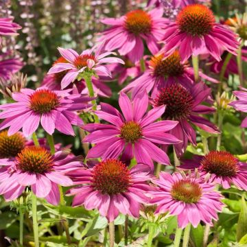 Echinacea purpurea 'Powwow Wild Berry' - Sonnenhut