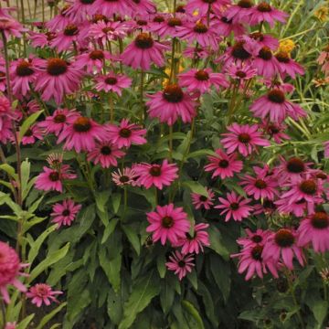 Echinacea purpurea 'Purple Emperor' - Sonnenhut 