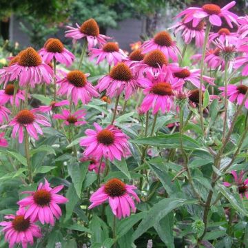 Echinacea purpurea 'Rubinstern' - Sonnenhut