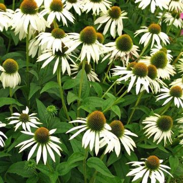Echinacea purpurea 'White Swan' - Sonnenhut