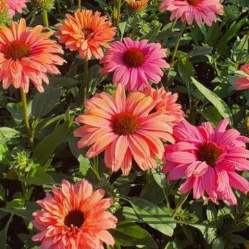 Echinacea 'Sunseekers Rainbow' - Sonnenhut 