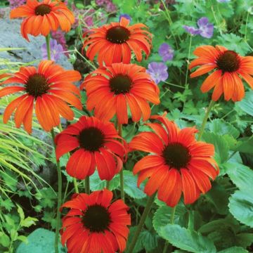 Echinacea 'Tangerine Dream' - Sonnenhut