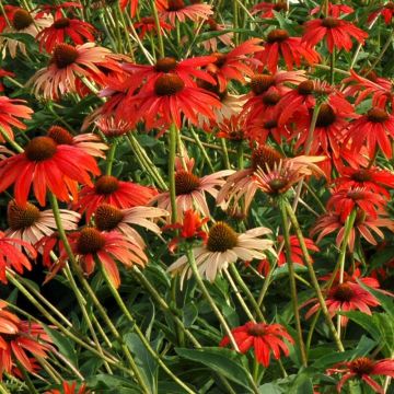 Echinacea 'Tomato Soup' - Sonnenhut