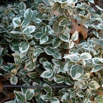 Euonymus fortunei 'Emerald Gaiety' - Spindelstrauch