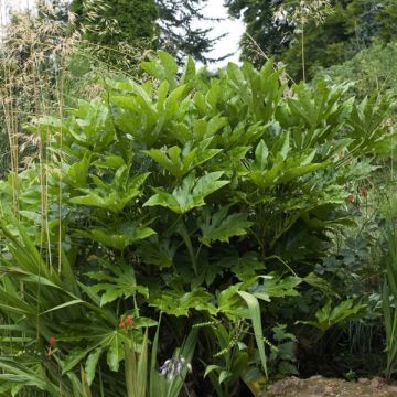 Fatsia japonica - Japanische Aralie