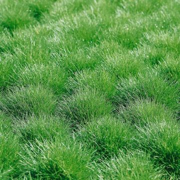 Festuca gautieri - Bärenfell