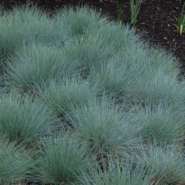 Festuca glauca - Blauschwingel