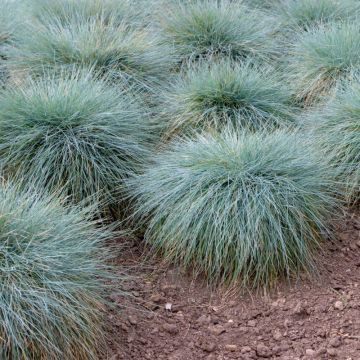 Festuca glauca 'Eisvogel' - Blauschwingel