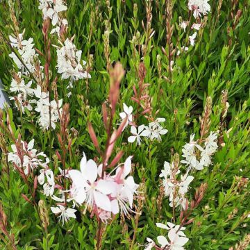 Gaura lindheimeri 'White Dove' - Prachtkerze