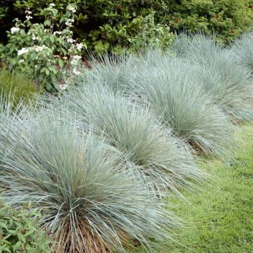 Helictotrichon sempervirens - Blaustrahlhafer