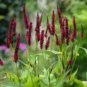 Persicaria amplexicaulis 'Blackfield' - Knöterich