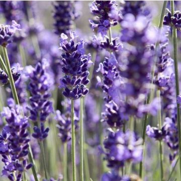 Lavandula angustifolia 'Peter Pan' - Lavendel