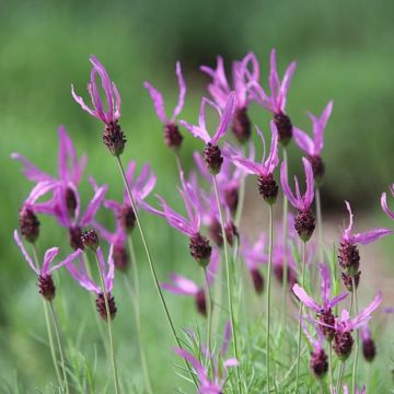 Lavandula stoechas 'Pedunculata' - Lavendel