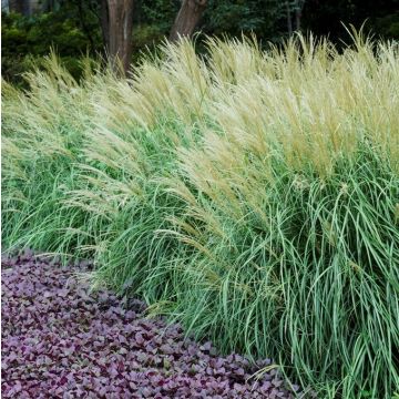 Miscanthus sinensis 'Adagio' - Chinaschilf