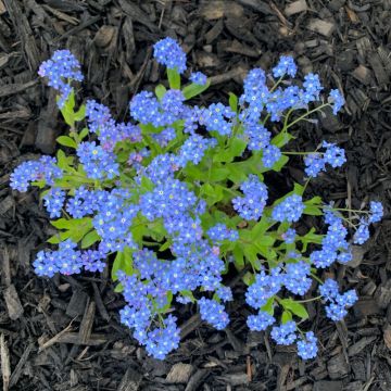 Myosotis sylvatica 'Indigo Blue' - Vergissmeinnicht