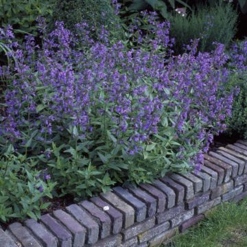 Nepeta faassenii - Katzenminze 
