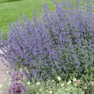 Nepeta faassenii 'Six Hills Giant' - Katzenminze