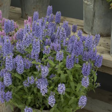 Nepeta nervosa 'Blue Moon' - Katzenminze