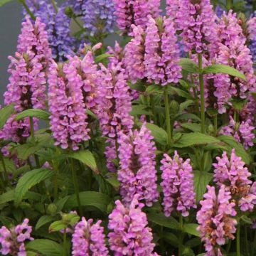 Nepeta nervosa 'Pink Cat' - Katzenminze