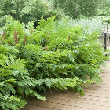 Osmunda regalis - Königsfarn