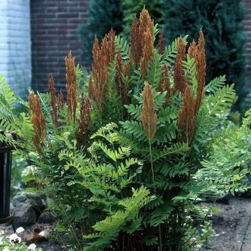 Osmunda regalis 'Purpurascens' -  Purpur-Königsfarn