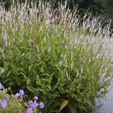 Persicaria amplexicaulis 'Alba' - Knöterich
