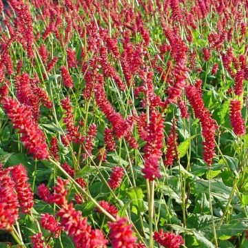 Persicaria amplexicaulis 'JS Caliente' - Knöterich