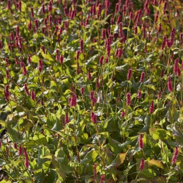 Persicaria amplexicaulis 'JS Calor' - Knöterich