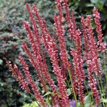 Persicaria amplexicaulis 'Orangefield' - Knöterich