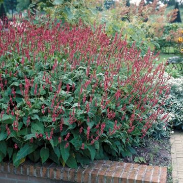 Persicaria amplexicaulis 'Speciosa' - Knöterich