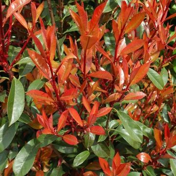 Photinia fraseri 'Carré Rouge' - Glanzmispel