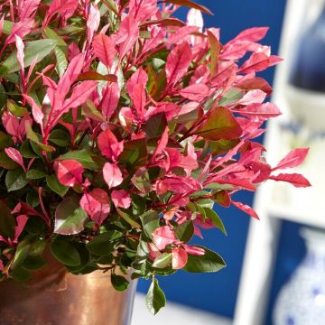 Photinia fraseri 'Little Fenna' - Glanzmispel