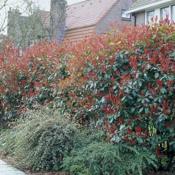 Photinia fraseri 'Little Red Robin' - Glanzmispel