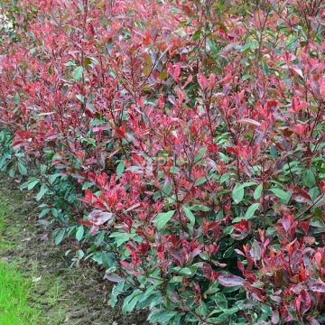 Photinia fraseri 'Louise' - Glanzmispel 