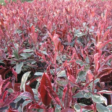 Photinia fraseri 'Pink Marble' - Glanzmispel
