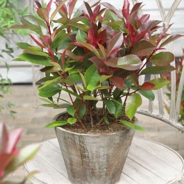 Photinia fraseri 'Red Light' - Glanzmispel