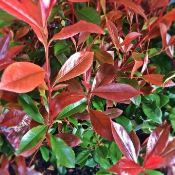 Photinia fraseri 'Robusta Compacta' - Glanzmispel