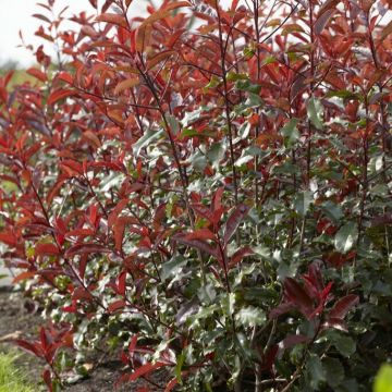 Photinia 'Magical Vulcano' - Glanzmispel